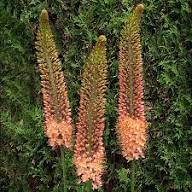 Orange Eremurus Flower Seeds - Heirloom Non GMO High Germination Premium Flower Seeds for Home Garden