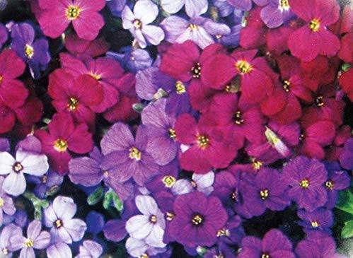 Mixed Organic Cress Flower Seeds
