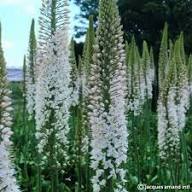 White Eremurus Flower Seeds