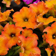Yellow Orange Petunia Flower Light Fresh