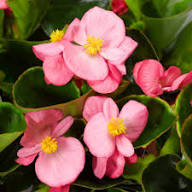 Pink Begonia Flower Seeds