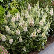 Buddleja Flower Seeds - Heirloom, Non-GMO, High Germination Flower Seeds for Planting