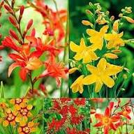 Orange Crocosmia Flower Seeds - Heirloom Non GMO High Germination Premium Flower Seeds for Home Garden