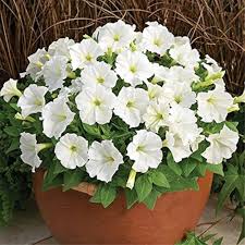 White Petunia Flower Seeds White