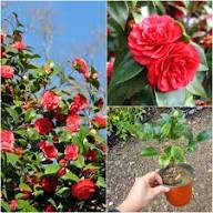 Red Camellia Japonica Flower Seeds