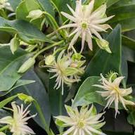 White Illicium Flower Flower Seeds - Heirloom Non GMO High Germination Organic Garden Planting Seeds