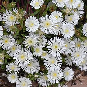 White Delosperma Flower Seeds