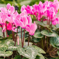Pink Cyclamen Flower Seeds for Planting | Heirloom Non-GMO High Germination Organic Garden Seeds Exotic Flowering Plants Colorful Backyard Beauty
