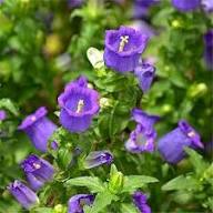 Purple Campanula Flower Seeds