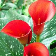 Red CallaLilly Flower Heirloom Non GMO High Germination Organic Garden for Planting for Colorful Garden Landscaping S