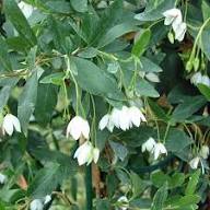 White Sollya Heterophylla Flower Flower Seeds - Heirloom Non GMO High Germination Organic Garden Planting Seeds