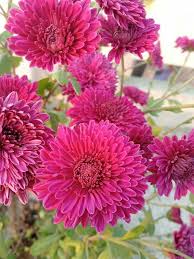 Pink Chrysanthemum Flower Seeds