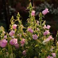 Pink Campanula Flower Seeds