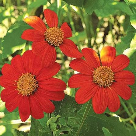 Tithonia Torch Flower