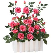 Red Rose Flower Seeds