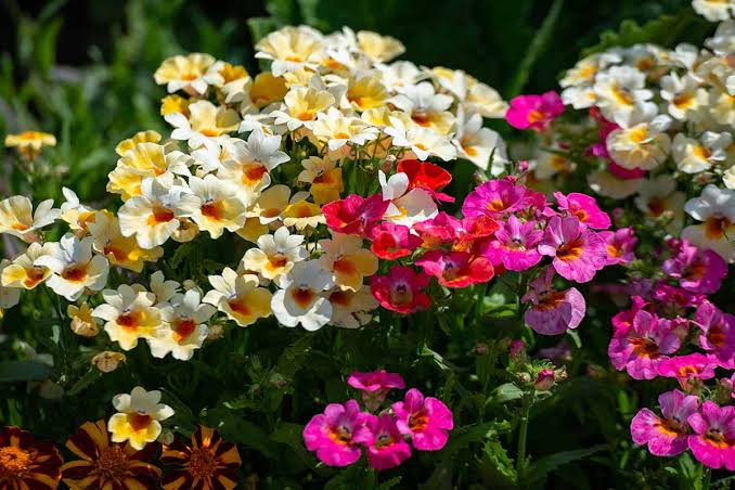 Yellow Nemesia Flower Seeds