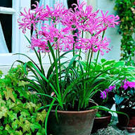 Pink Agaventhus Flower Seeds Easy Grow Blossoms for Home Garden Decoration, Heirloom Non-GMO High Germination Seeds for