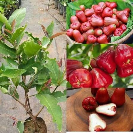 Rose Apple Fruit Seeds