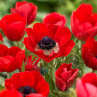 Red Cineraria Flower Seeds