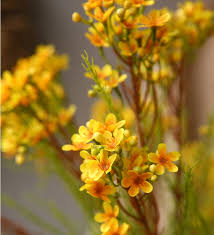 Yellow Geraldton Wax Flower Seeds
