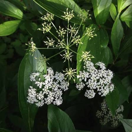 White Aegopodium podagraria Flower