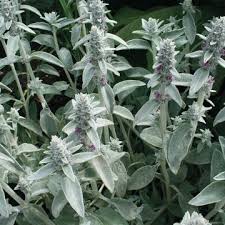 Gray Betony Flower Seeds