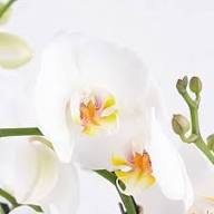 White Phalaenopsis Orchid Flower Seeds