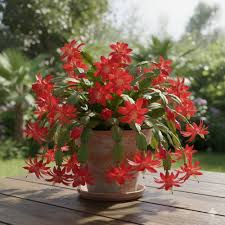 Red Rhipsalidopsis Gaertneri Flower Seeds