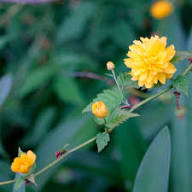 Kerria Japonica Flower Seeds