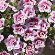 Pink Brunfelsia Pauciflora Calycina Flower Seeds - Heirloom Non GMO Garden Seeds for Planting, High Germination Quality