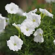 White White Petunia Flower Fresh Planting Petunias Flower Seeds Home Garden Planting Seeds for Planting Heirloom