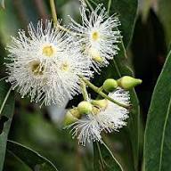 Eucalyptus Flower for Planting Heirloom Non-GMO High Germination Organic Garden for Colorful Landscapes Seeds - Heirlo