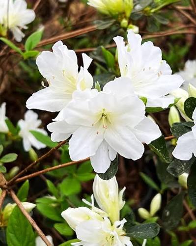 White Abelia Flower ,White