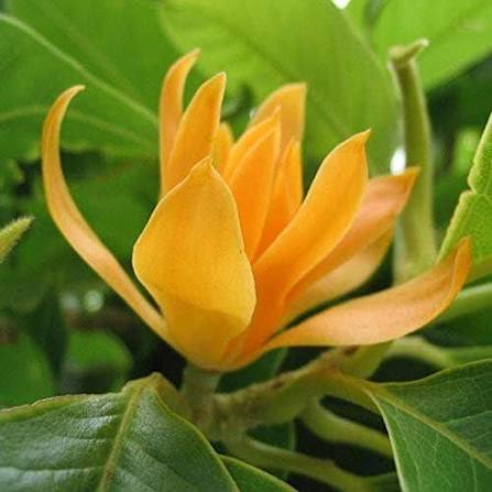 Orange Michelia Alba Flower Seeds