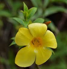 Pentalinon Luteum Flower Seeds