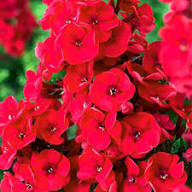 Red Perennial Phlox Flower Premium Floral for Planting Heirloom Non-GMO High Germination Organic Garden for Decorati