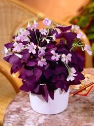 Mixed Oxalis obtusa Flower Seeds