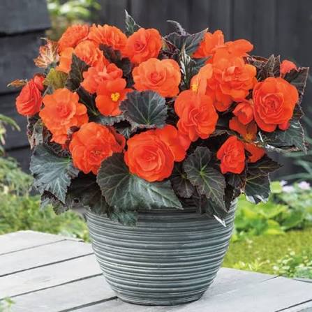 Orange Begonia Flower Seeds