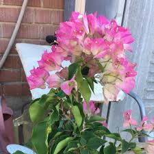 Bougainvillea glabra Flower Seeds