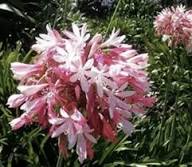 White Agapanthus Flower Premium Floral for Planting Heirloom Non-GMO High Germination Organic Garden for Decorative