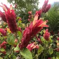 Bougainvillea Spectabilis Flower Seeds - Heirloom, Non-GMO, High Germination Flower Seeds for Planting