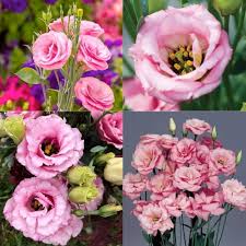 Pink Gentian Flower Seeds