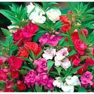 Red Double Desert Rose Flower Seeds - Heirloom, Non-GMO, High Germination Flower Seeds for Planting