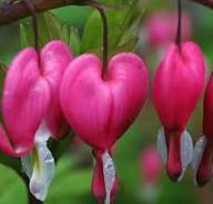 Bleeding Heart Flower Flower Seeds - Heirloom Non GMO High Germination Organic Garden Planting Seeds