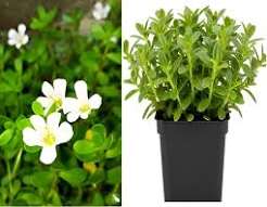 White Bacopa Flower Seeds