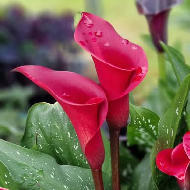 Red Zantedeschia Calla Lily Flower Seeds