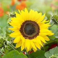 Yellow Sunflower Flower Seeds