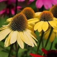 Yellow Coneflower Seeds - Heirloom Non GMO High Germination Flower Seeds for Planting