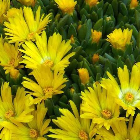 Yellow Delosperma Flower Seeds