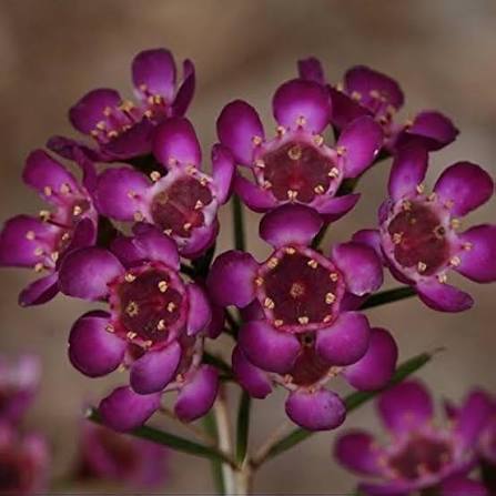 Geraldton Wax Flower